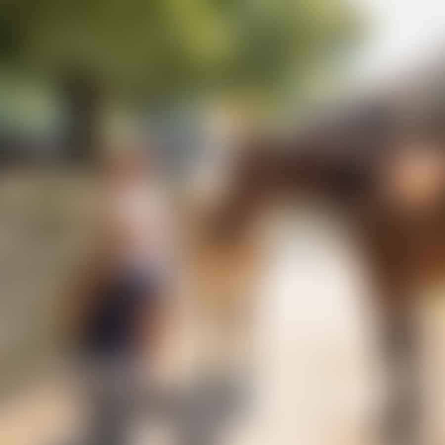 Visitors interacting with horses at the Kentucky Horse Park