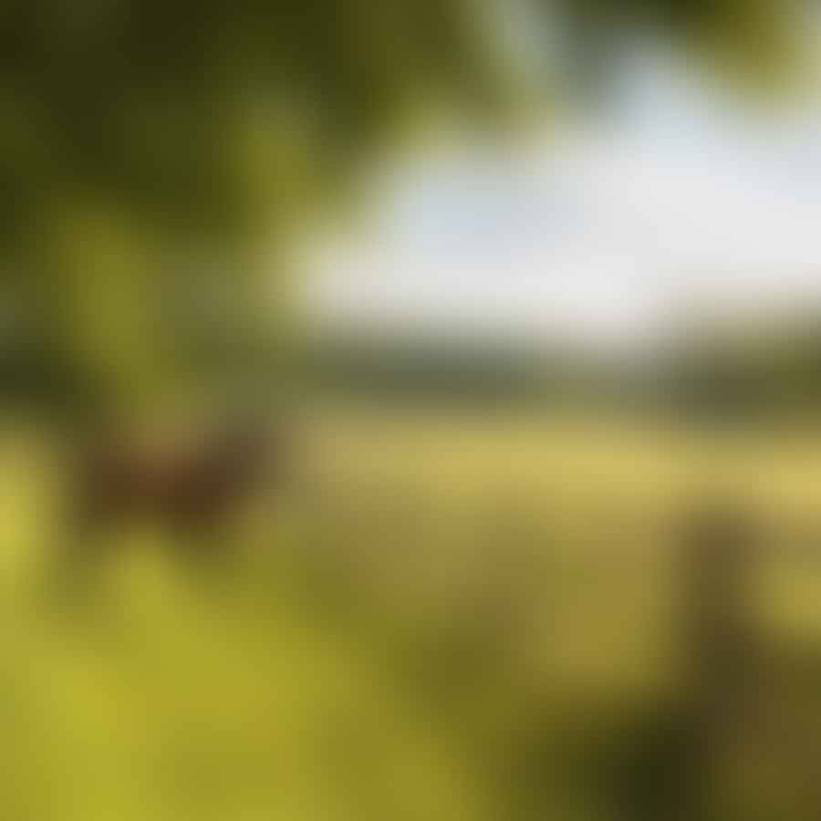 Horse grazing in a well-maintained pasture with secure fencing