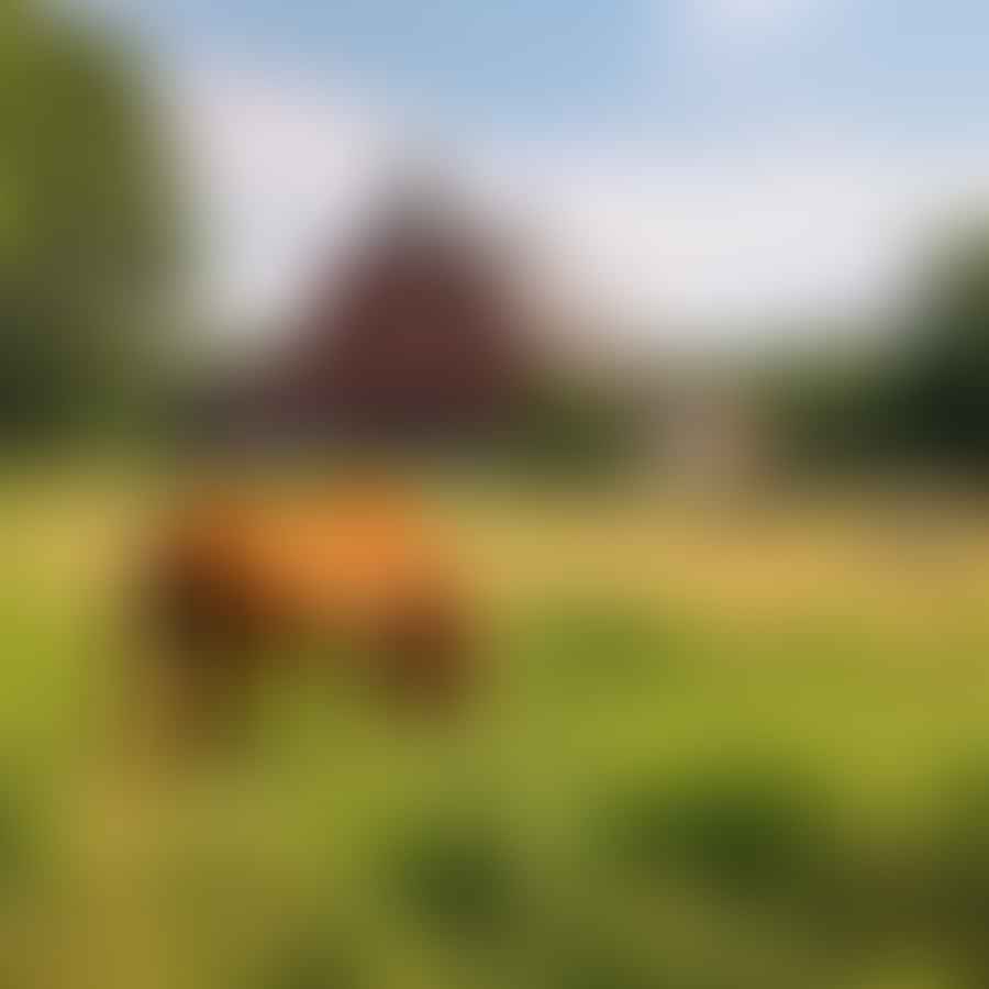 Horse grazing in a well-maintained pasture with a clean barn in the background