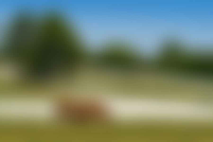 Horses peacefully grazing in the lush green fields of Kentucky Horse Park