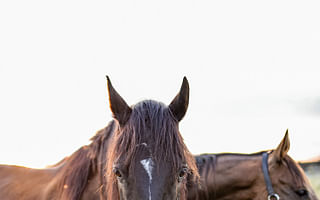 What is the typical land requirement for an equestrian center with 20 stalls and 30 pastures?